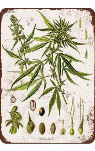 Metal Plate Sign Cannabis Plant Sativa Weed Wall Cave Tin Home Decor Art Poster